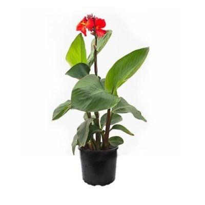 Canna indica