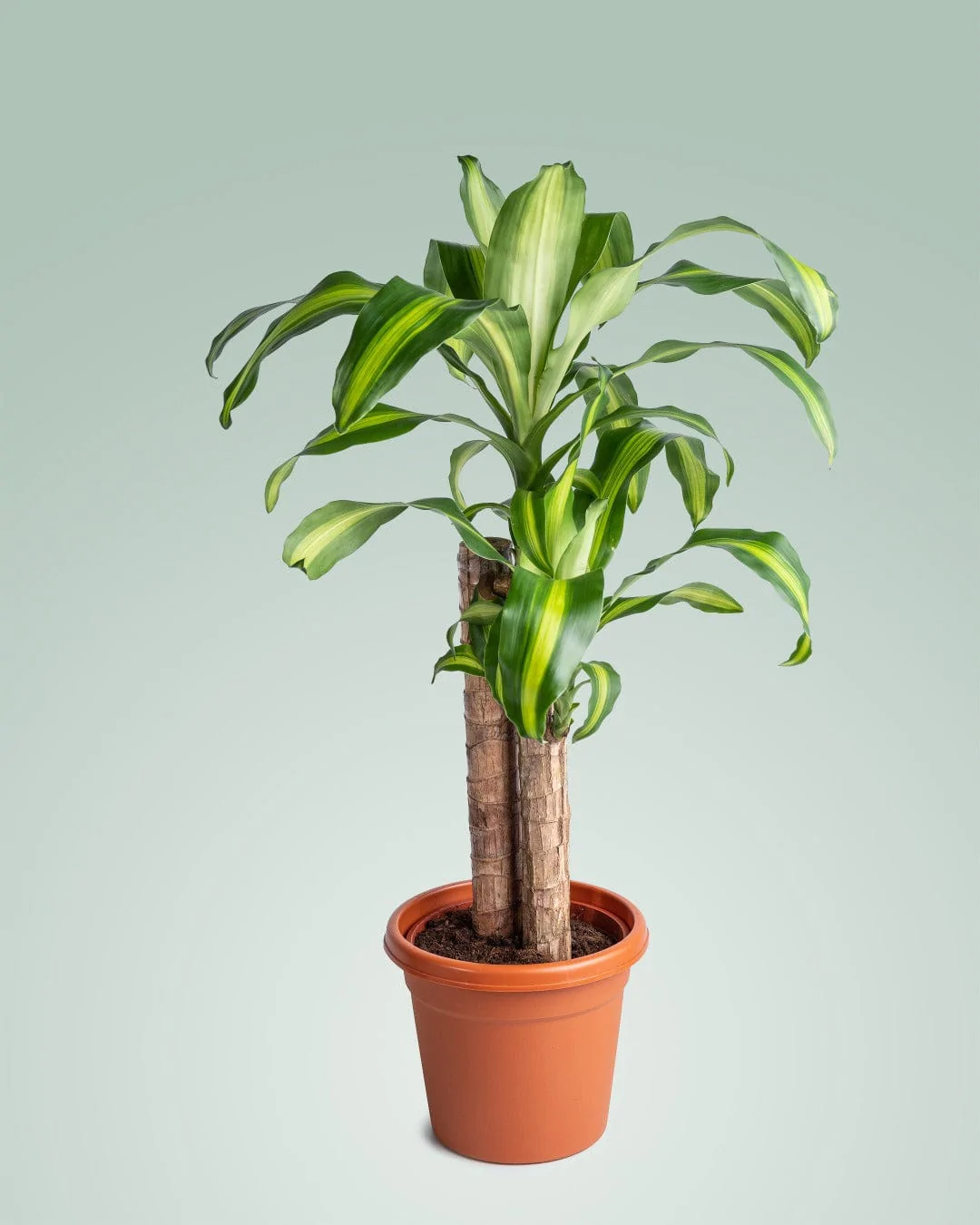 Dracaena-massangeana-Branched