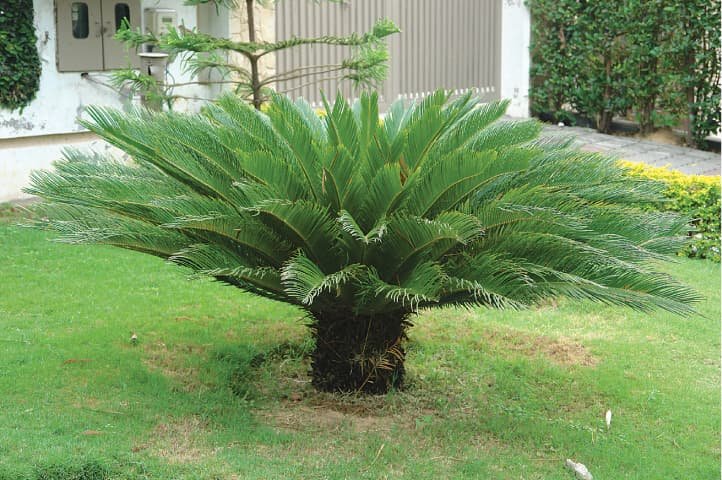 Cycas-Revoluta-Sago-Palm-2