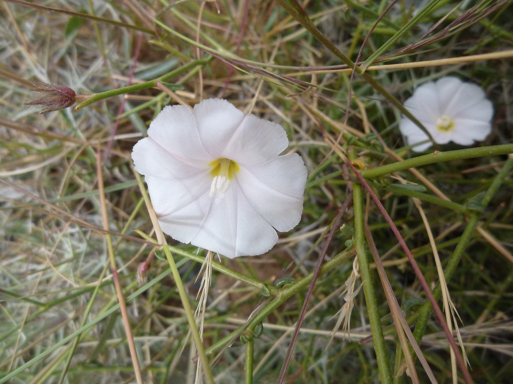 Ipomoea-DSCN1617