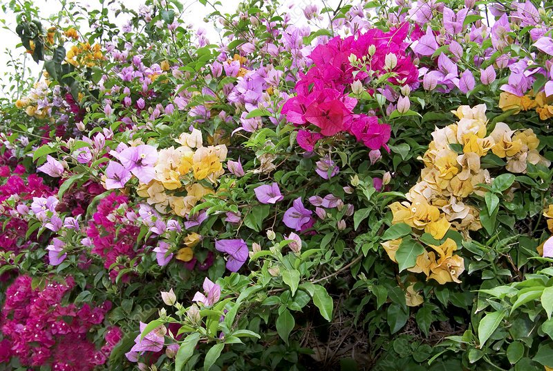 Bougainvillea_Mix1