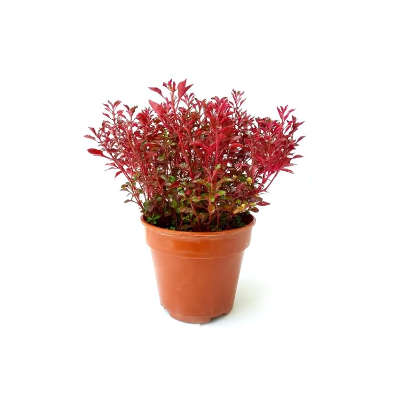 Alternanthera-Red-