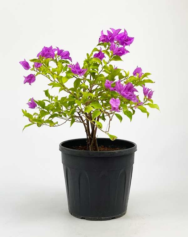 Bougainvillea-Alexandra