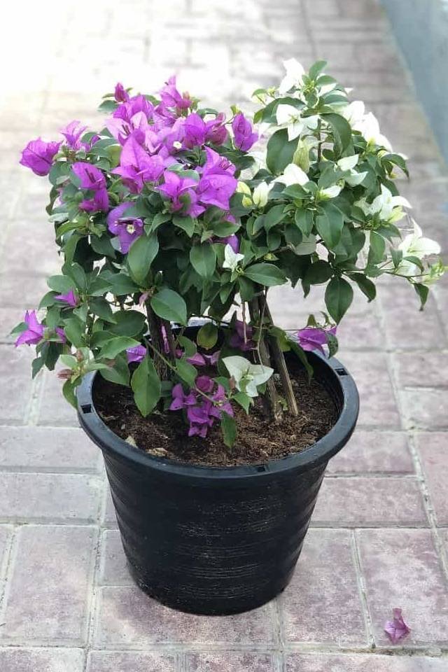 Bougainvillea_Mix1