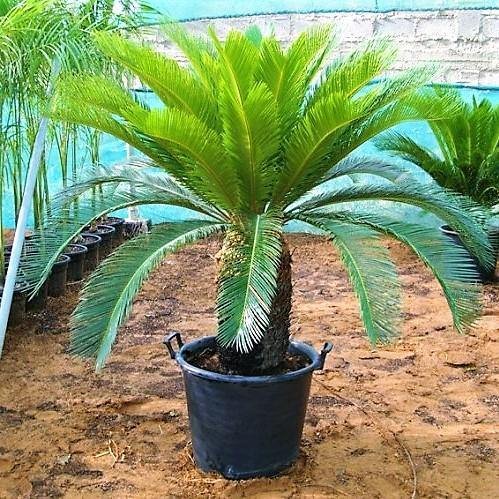 Cycas-Revoluta-Sago-Palm-2