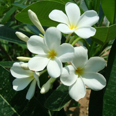 Plumeria Obtus