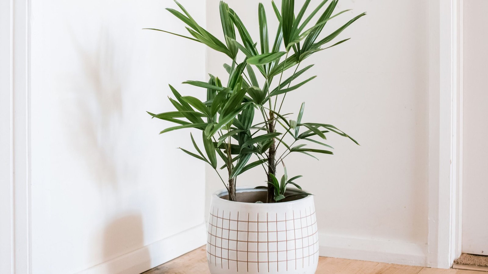 Lady-Palm-Indoor-House-Plant