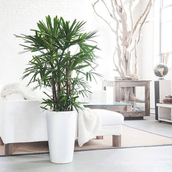 Lady-Palm-Indoor-House-Plant