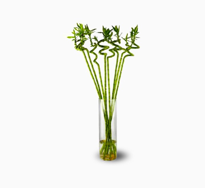 Lucky-Bamboo-Per-Stick-70-–-90cm-الخيزران-محظوظا