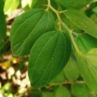 Ziziphus Spina-Christi