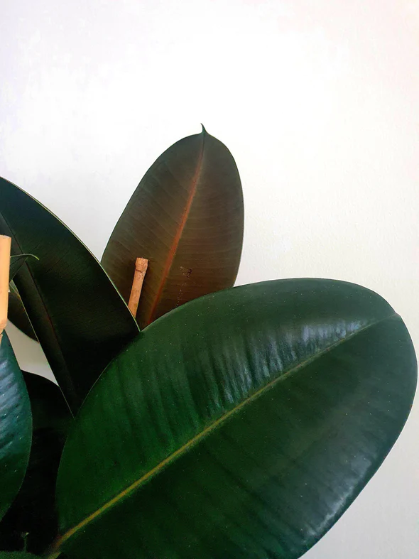 ficus-elastica-dark-rubber-tree-large-plant-studio-llc-441453_590x