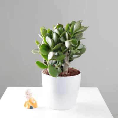 Crassula argentea (V9)