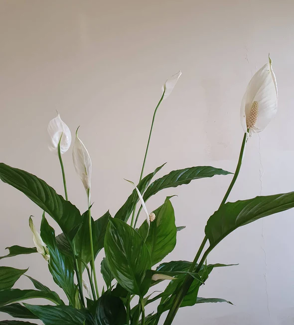 spathiphyllum-peace-lily-plant-studio-llc-70cm-221787_590x