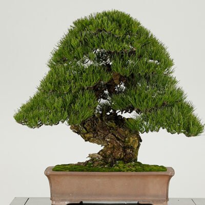 Ficus Bonsia