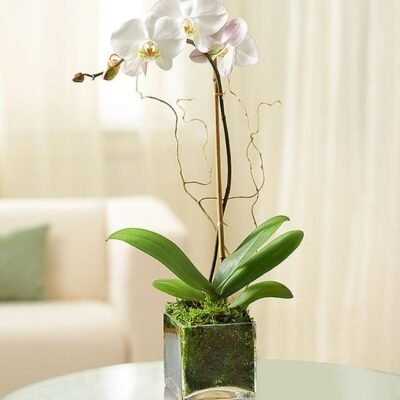 Elegant Orchid