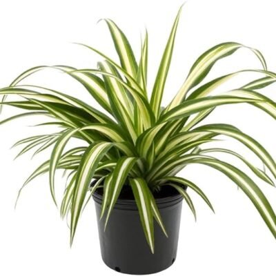 American Plant Exchange Live Spider Plant