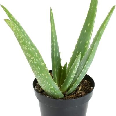 Aloe Vera Plant Live Succulent Plants