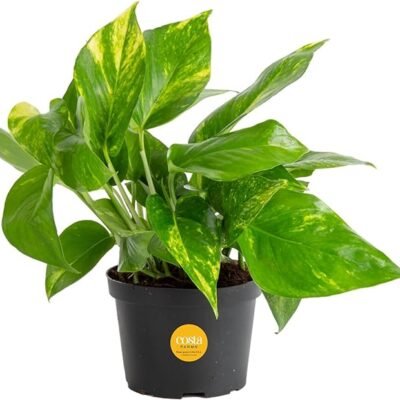 Costa Farms Golden Pothos Live Plant