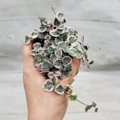 Rare Variegated String of Hearts