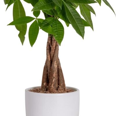 Costa Farms Money Tree