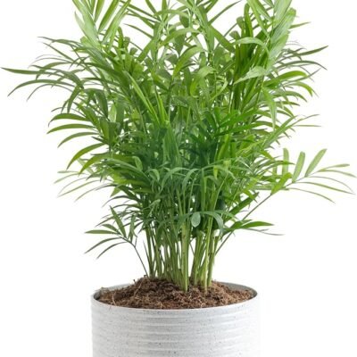 Costa Farms Parlor Palm