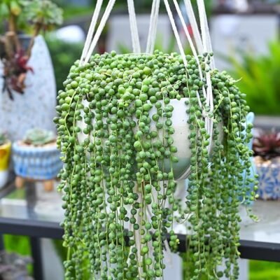 String of Pearls (4-inch)
