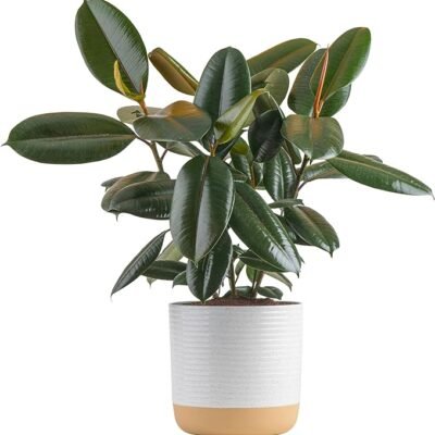 Costa Farms Burgundy Rubber Plant