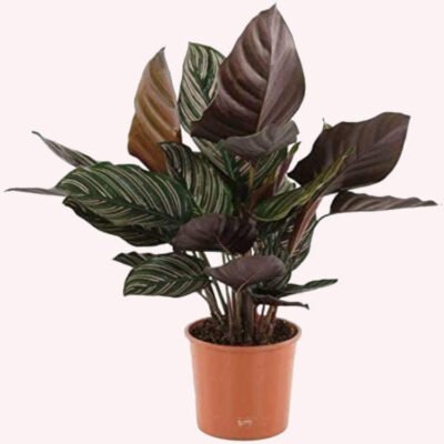 American Plant Exchange Live Prayer Plant Plant in Plastic Nursery Pot