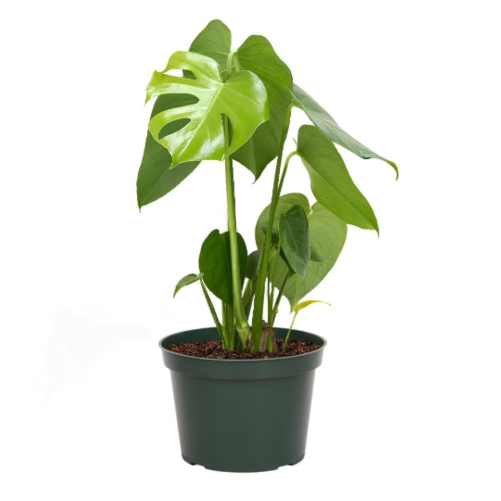 American+Plant+Exchange+Monstera+Deliciosa+Split-Leaf,+Live+Tropical+Plant,+6-Inch+Pot,+Vining+Houseplant