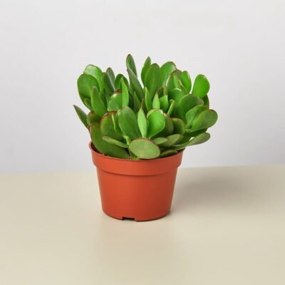 Jade Succulent
