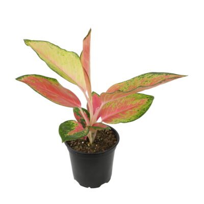Red Aglaonema Evergreen