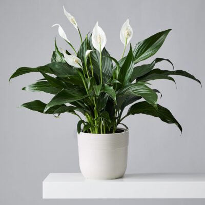 Peace Lily Plant (Spathiphyllum)