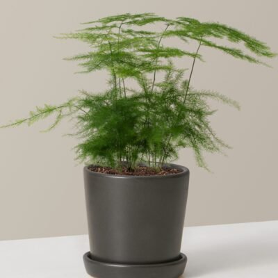 Plumosa Fern