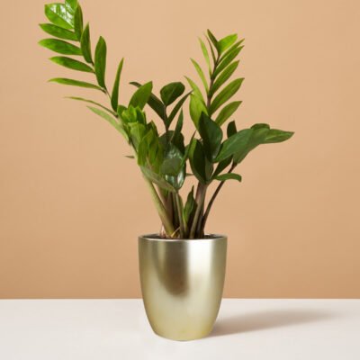 ZZ Plant