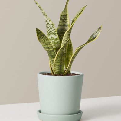 Snake Plant Laurentii