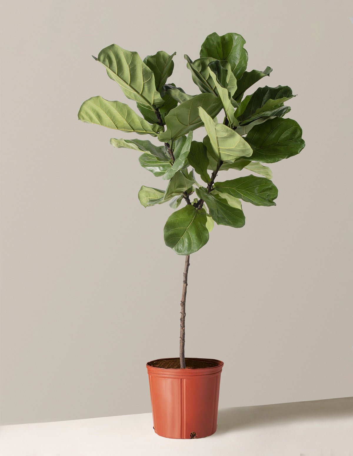 the-sill_fiddle-leaf-fig_large_growpot_variant