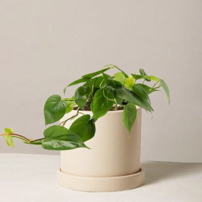 Philodendron Green