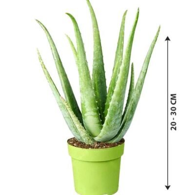 Aloe Vera - Indoor Plant