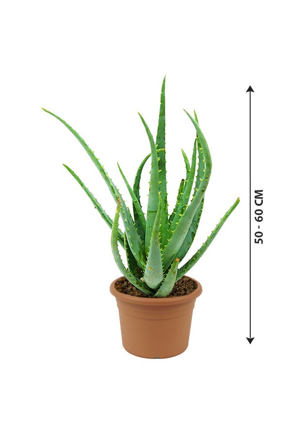 Aloe Vera - Indoor Plant - Image 2
