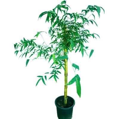 Bamboo Tree - Bambusa Vulgaris