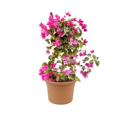Bougainvillea - Paper Flower Plant