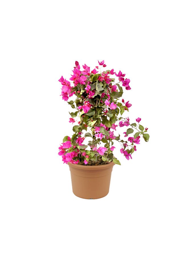 Bougainvillea-PaperFlowerPlant_NurseryPlasticPot_60_80cm (2)