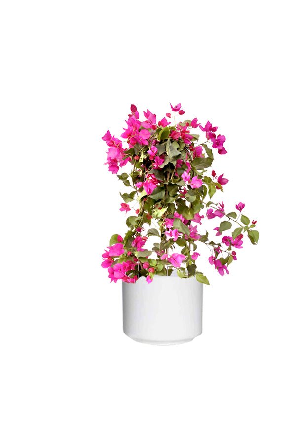 Bougainvillea-PaperFlowerPlant_NurseryPlasticPot_60_80cm (2)