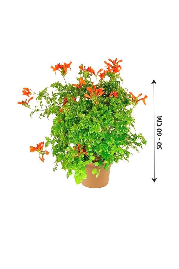 Tecoma Capensis - Image 2