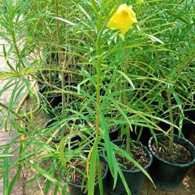 Yellow Oleander (Kaner Plant)