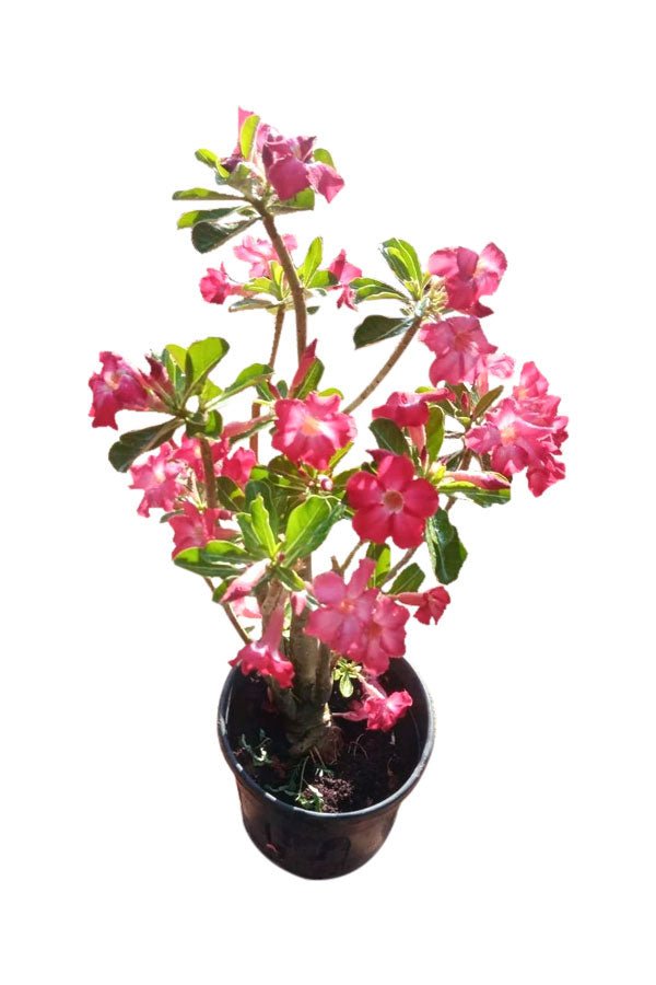 Desert_Rose