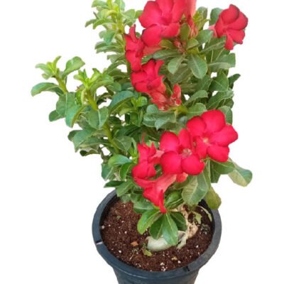 Desert Rose (Adenium obesum)
