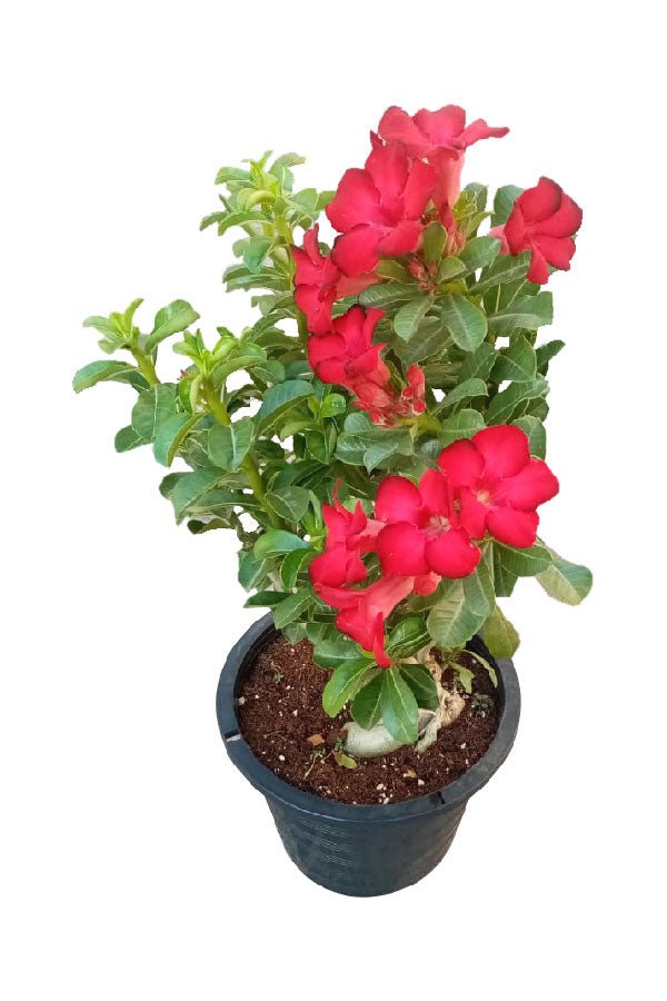Desert_Rose