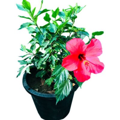 Hibiscus