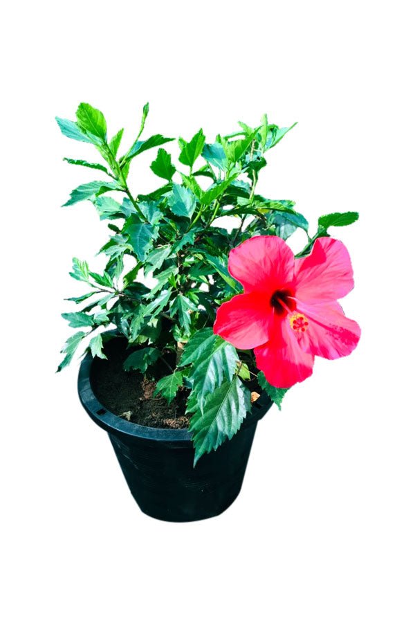 Hibiscus-Malvaceae-OutdoorFloweringPlant